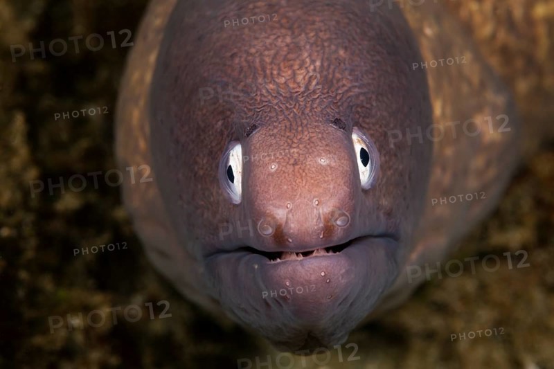 White-eyed moray eel