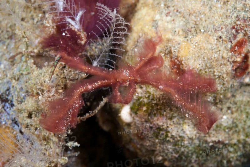Orangutan spider crab