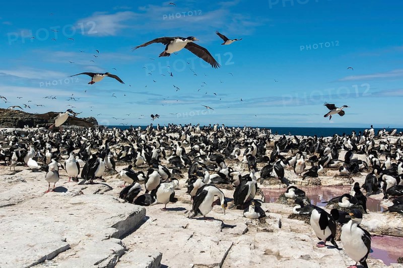 Sealion Island