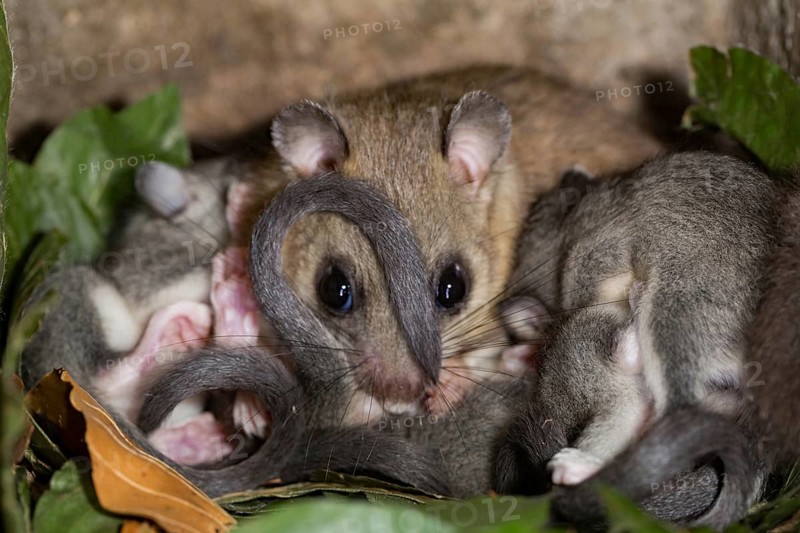 Edible dormouse