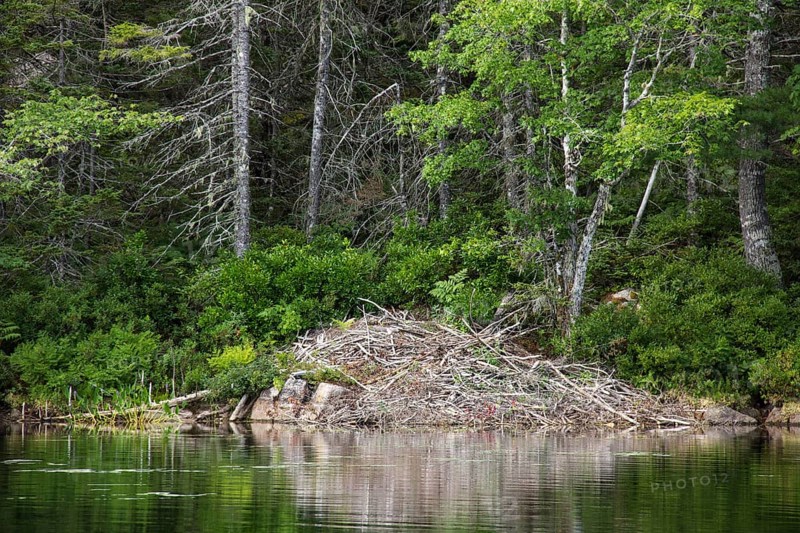Beaver Castle