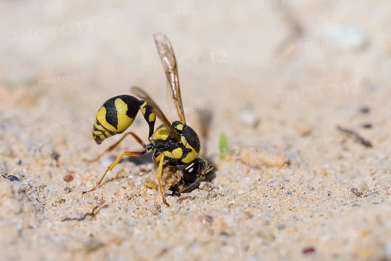 Potter wasp