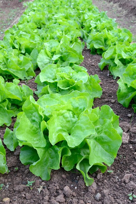 Vegetable bed with lettuce