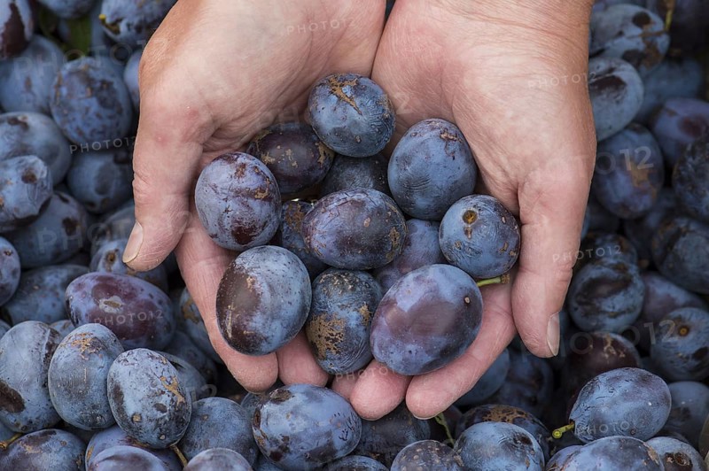 Plums