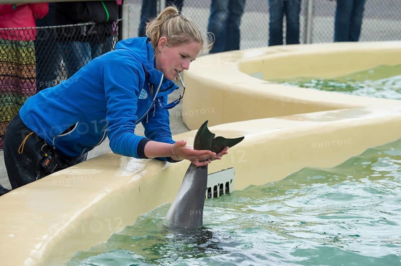 Harbour porpoise
