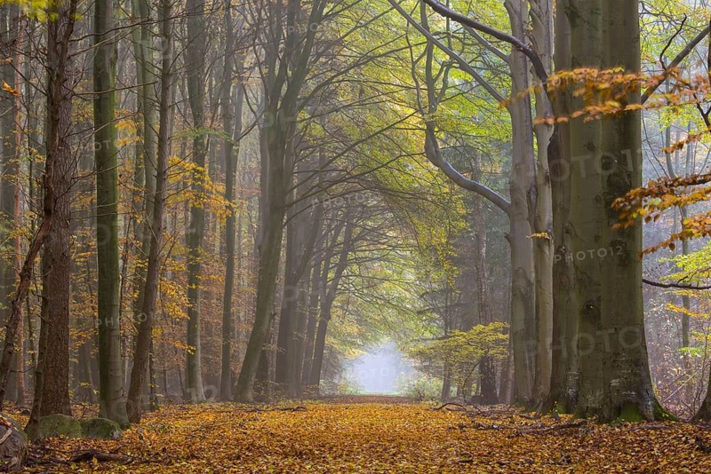 Jungle Baumweg