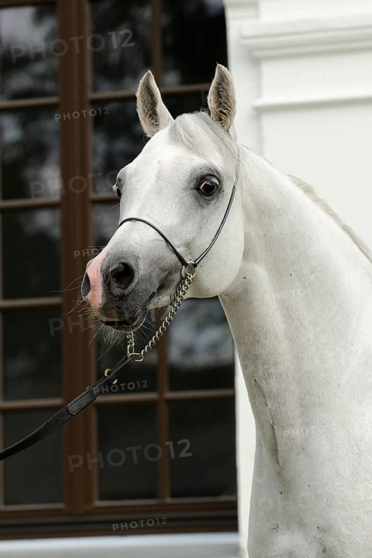 Arabian thoroughbred