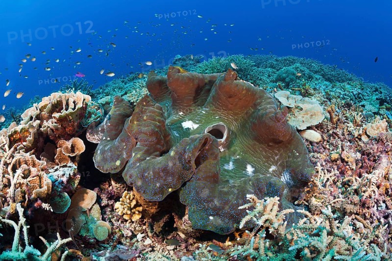 Killer mussel in reef