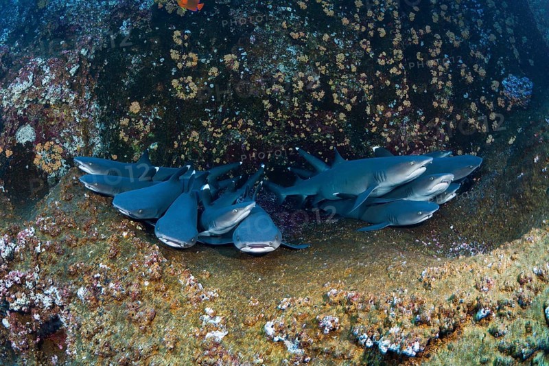 Whitetip Reef Shark