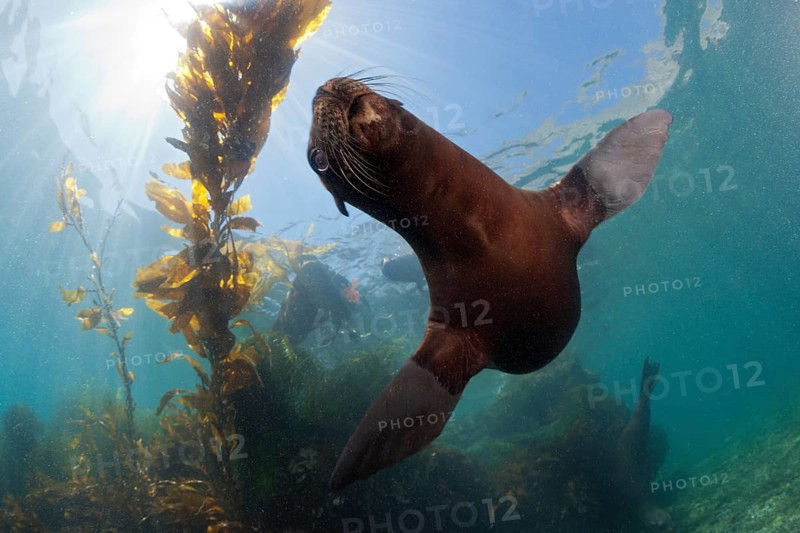 California Sea Lion