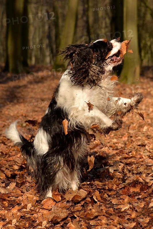 Cavalier King Charles Spaniel