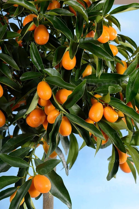 Kumquat