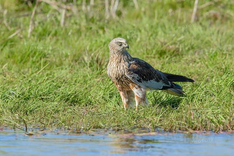 Male marsh harrier