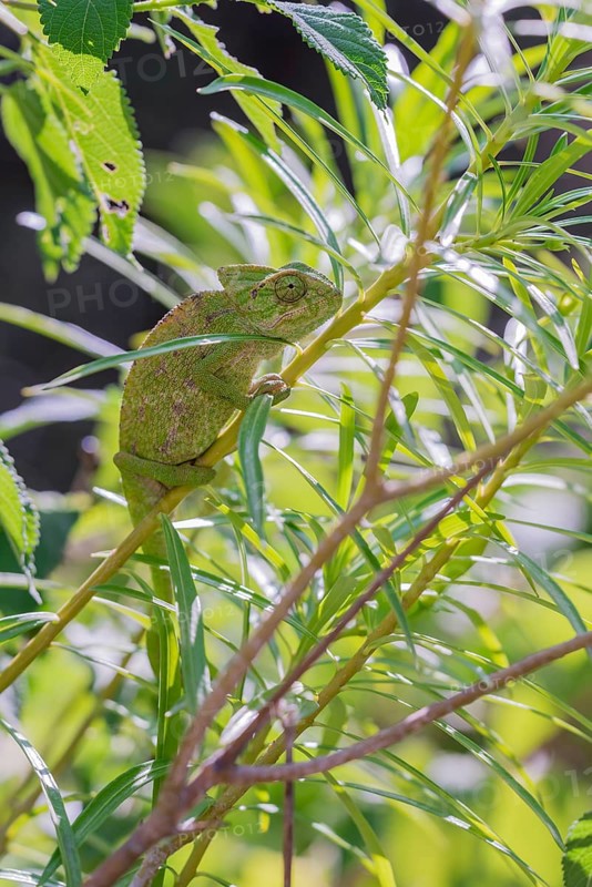 Mediterranean chameleon