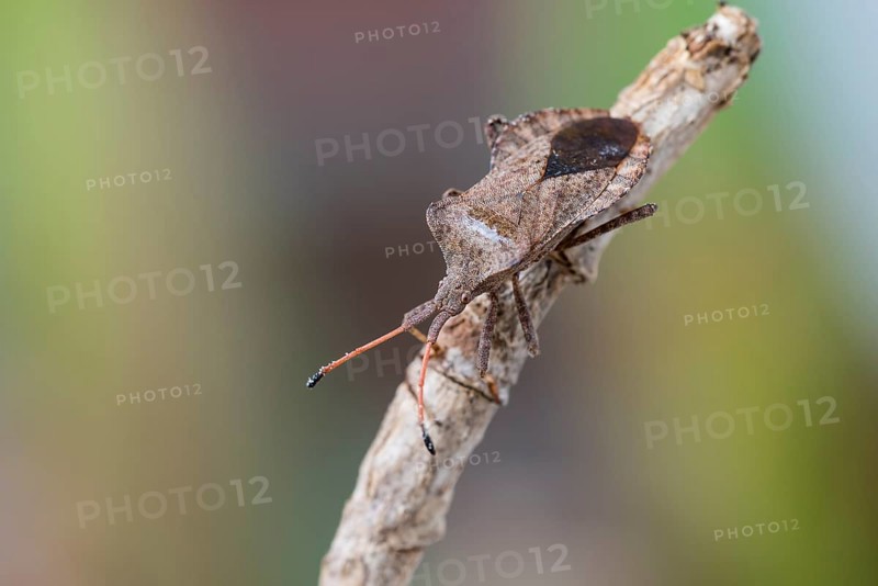 Dock bug