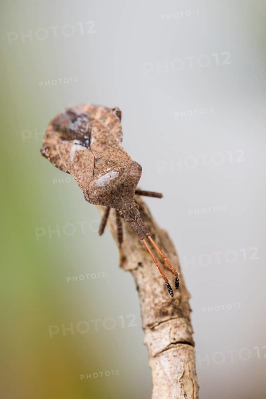 Dock bug