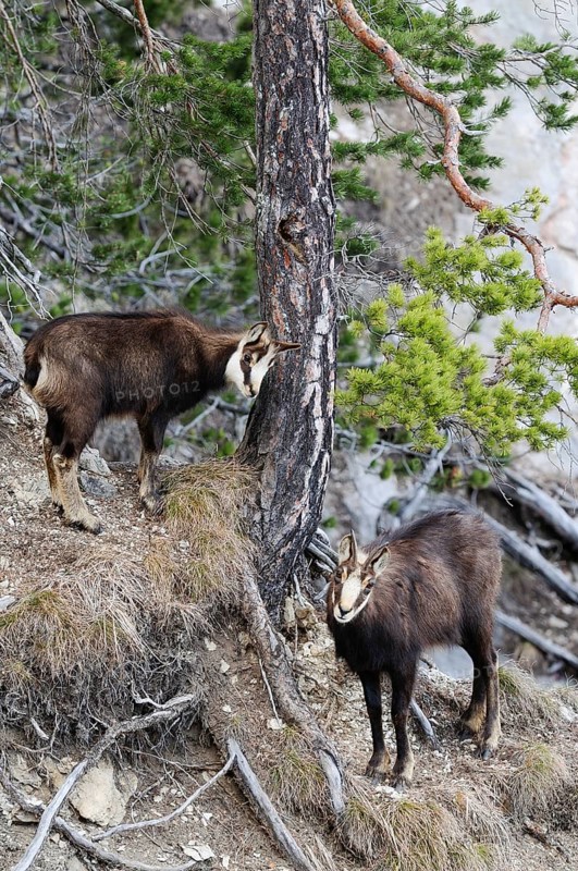 Chamois