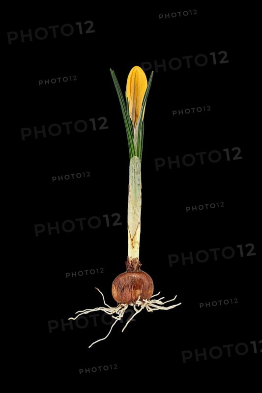 Small crocus