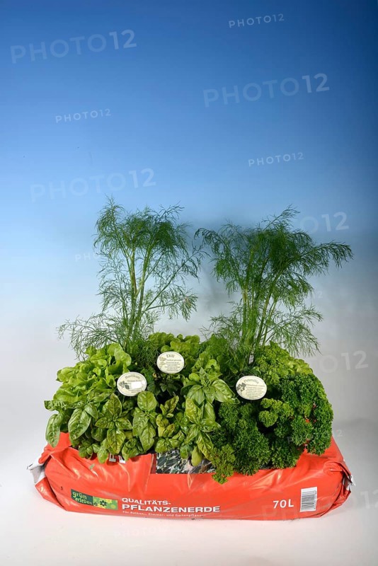 Bag of garden soil with herbs and salad