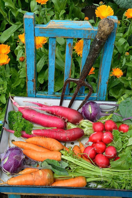 Carrots