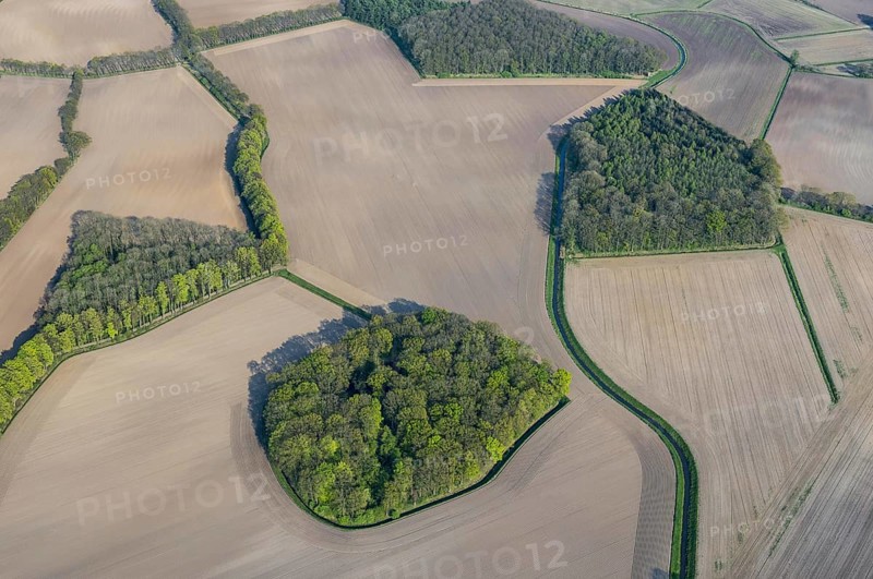 Field shrubs and bushes
