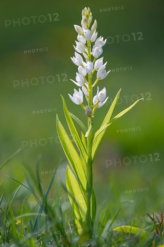 Long-leaved