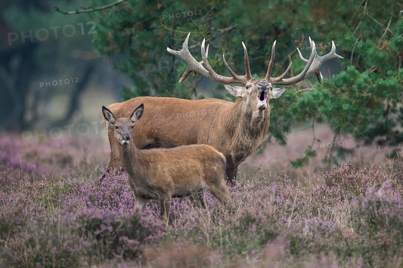 Red deer