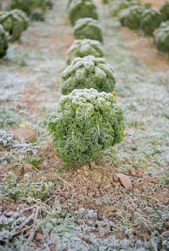 Organic kale