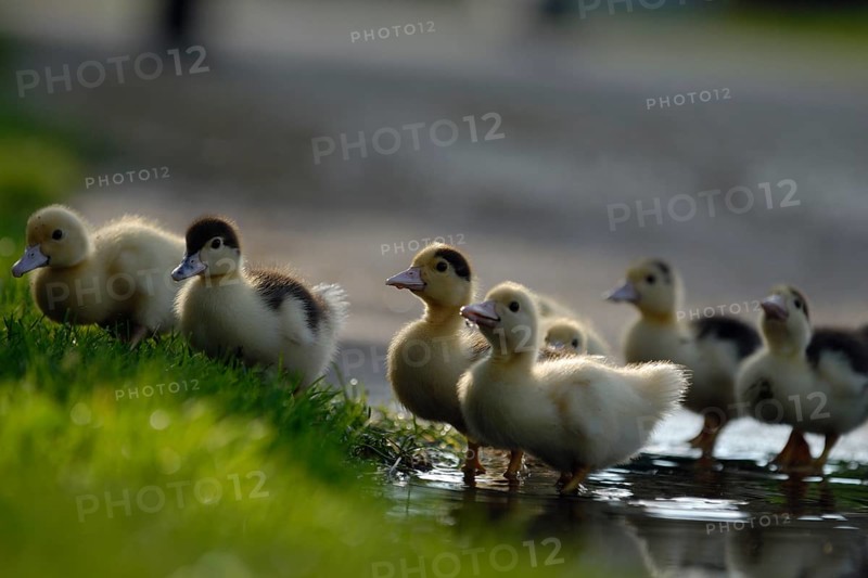Warty ducks