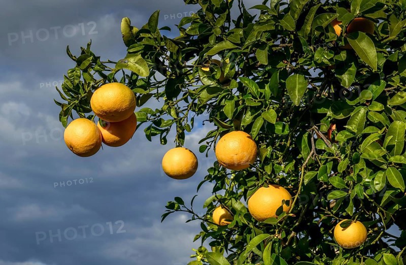 Orange cultivation