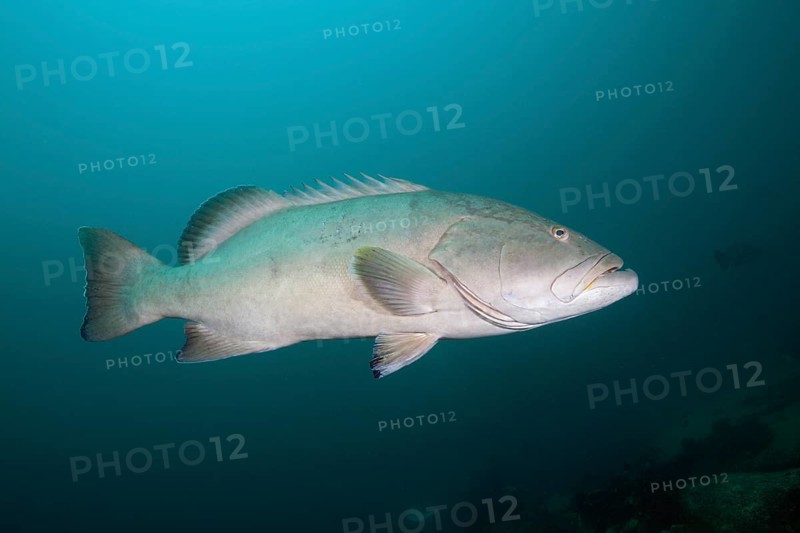 Pacific Goliath Grouper