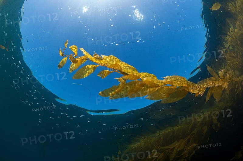 Kelp Forest Giant Kelp