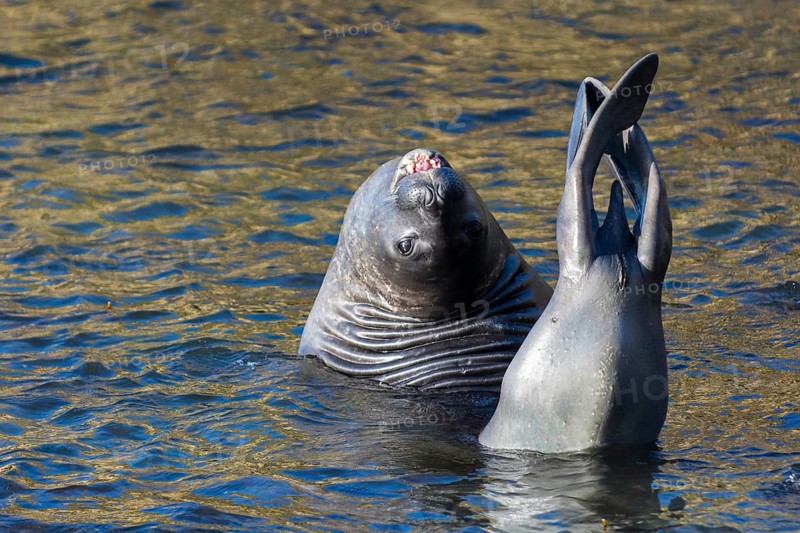 Sealion Island