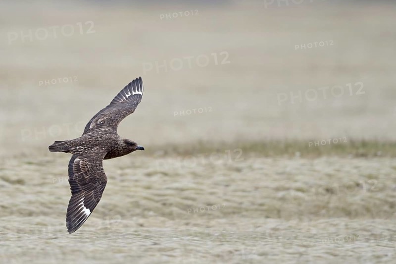 Skua
