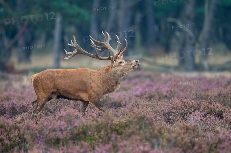 Red deer