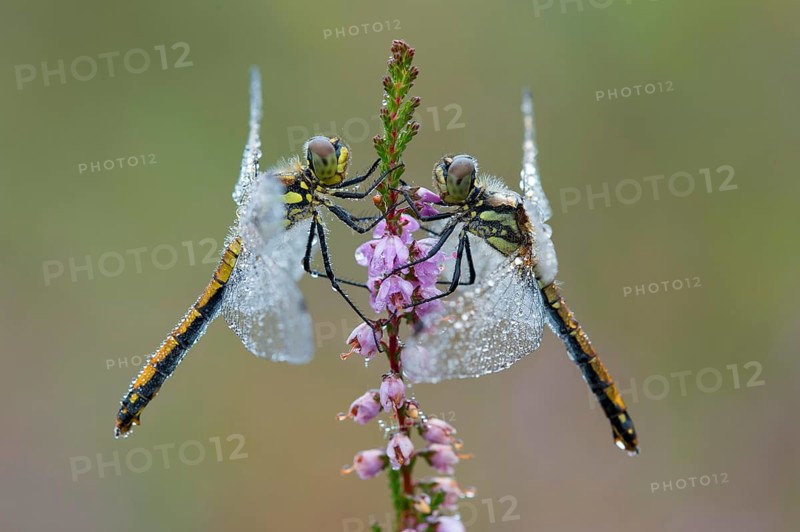 Black Darter