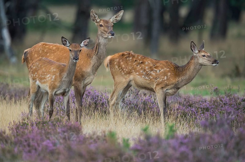 Red deer