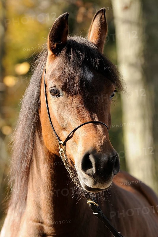 Arabian thoroughbred