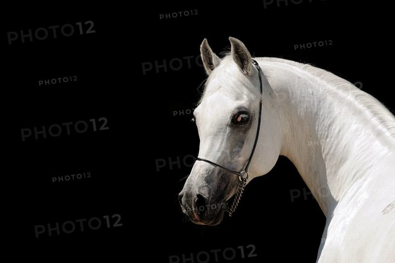 Arabian thoroughbred