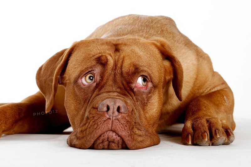 Dogue de Bordeaux