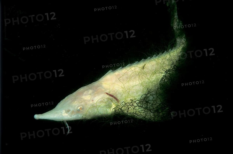 Baltic sturgeon