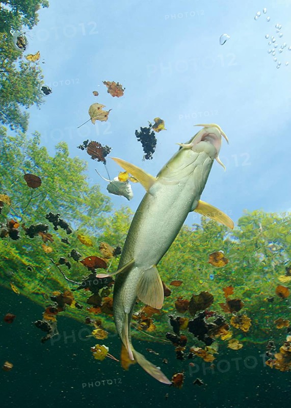 Common barbel