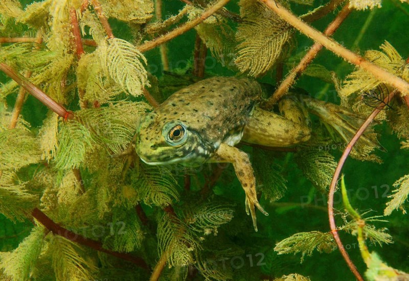 Bullfrog