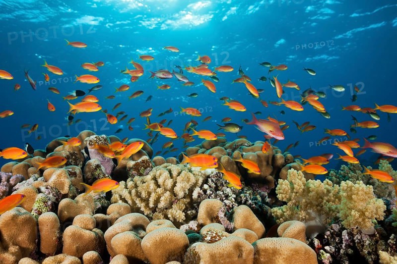 Harem flagfish on the reef
