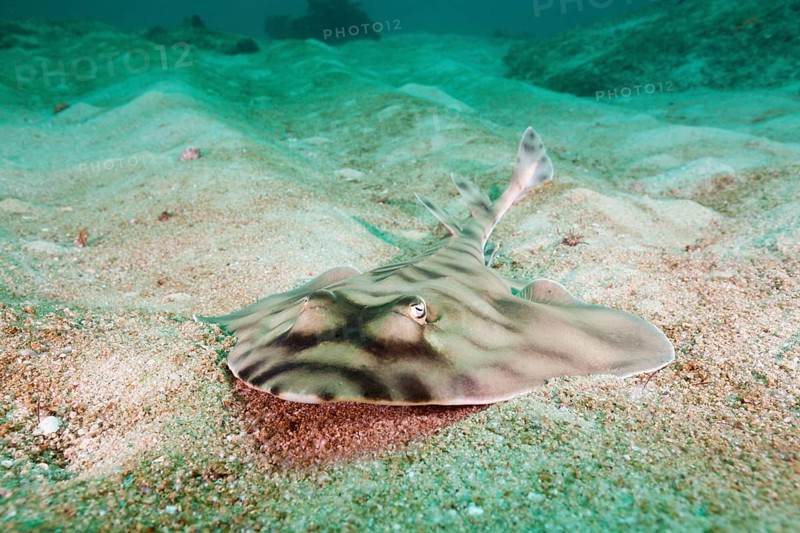 Banded guitarfish