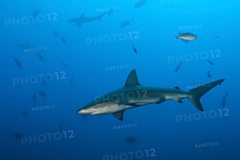 Galapagos Shark