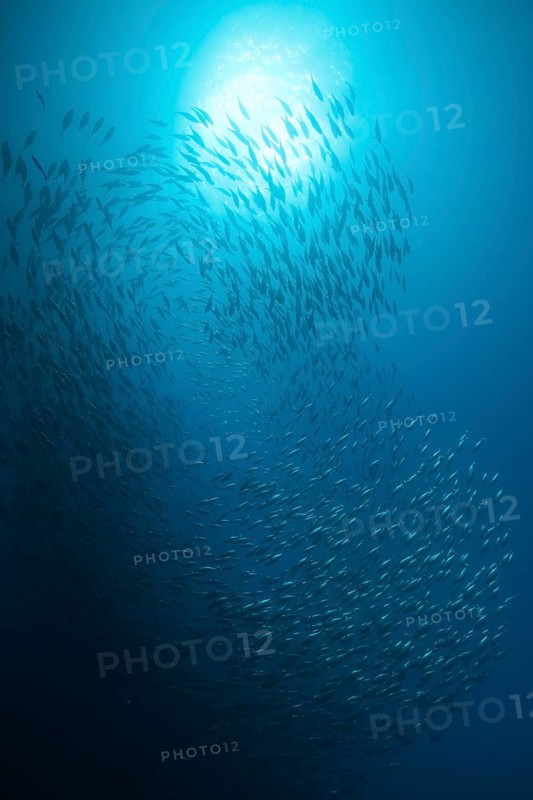 Shoal of Pacific bonito