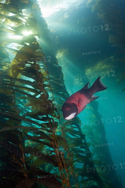California hogfish