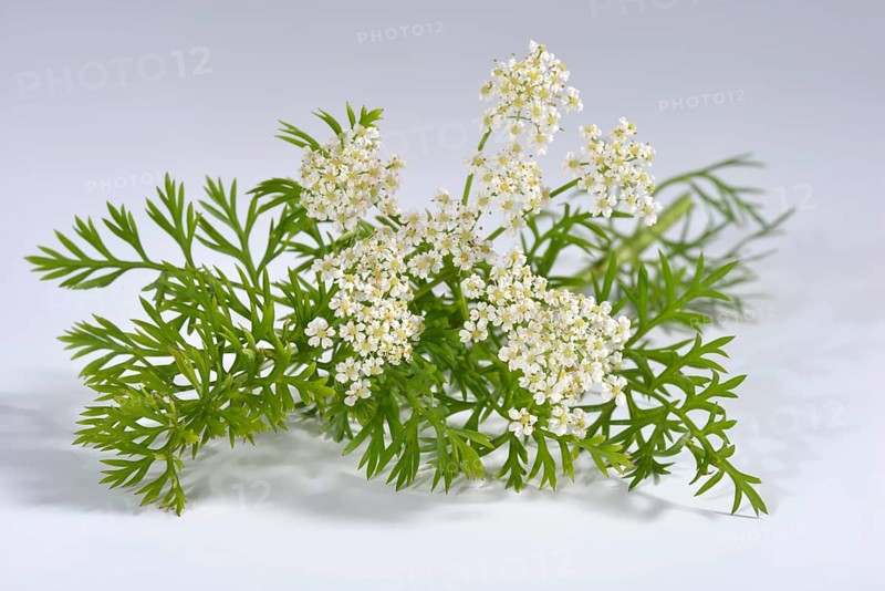 Caraway