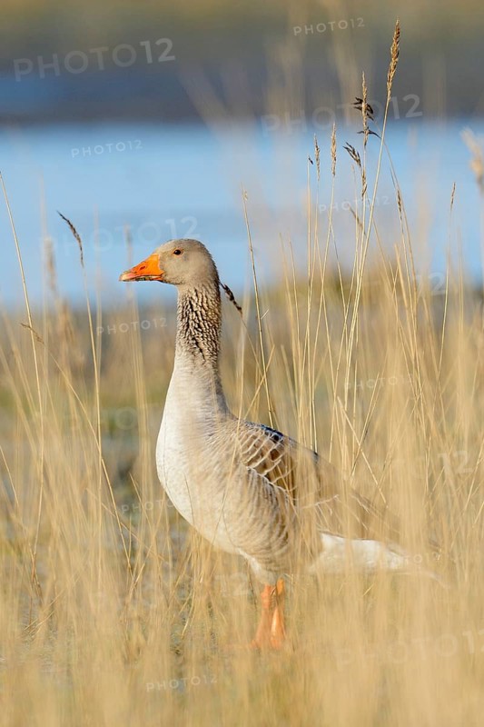 Greylag goose